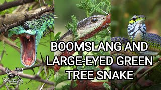 Deadly Boomslang of Africa  the most venomous rearfanged snake and Largeeyed Green Tree Snake [upl. by Enidlarej345]