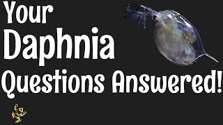 Daphnia Questions Answered [upl. by Namas]