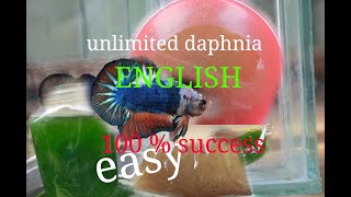 daphnia moina culture Easy way Unlimited production English  with sub Green water Chlorella [upl. by Bel]