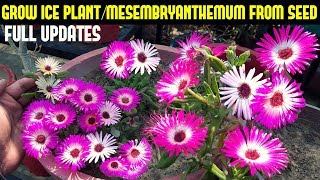 How To Grow Ice PlantMesembryanthemum From SeedsFULL UPDATES [upl. by Aklim]