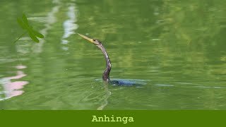 Anhinga [upl. by Saxena]