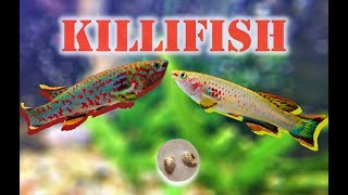 Breeding Killifish Fundulopanchax gardneri  Adventure Vlog 34 [upl. by Lochner]