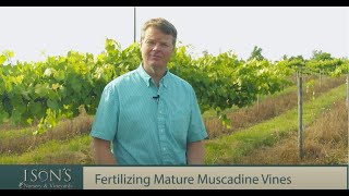 Isons Nursery How to Fertilize Mature Muscadine Vines [upl. by Alane871]