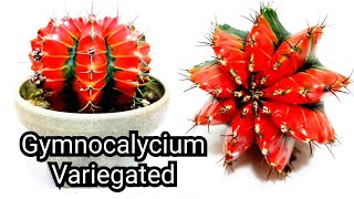 Gymnocalycium Variegated Cactus [upl. by Trevlac]