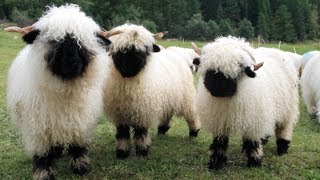 Valais Blacknose Sheep  World’s Cutest Sheep [upl. by Janicki]