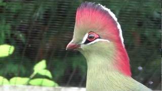 fischers turaco [upl. by Hiltan433]