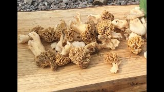 Common Morels on a foraging course [upl. by Lyn634]