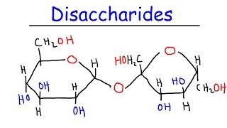 Disaccharides  Sucrose Maltose Lactose  Carbohydrates [upl. by Trimmer]