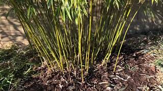 How to Trim Clumping Bamboo Fargesia Robusta amp Scabrida [upl. by Yrnehnhoj]