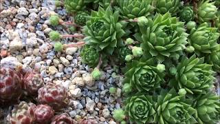 SEMPERVIVUM SUCCULENT CARE How To Propagate Broken Chicks  ROOT IN HOT WEATHER [upl. by Sitoeht]