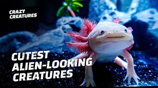 We Need to Save These Adorable Smiling Axolotls from Extinction [upl. by Acirne352]