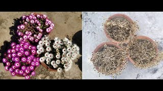 Collect Ice Plant Seeds  Collect Mesembryanthemum Plant Seeds [upl. by Poul]