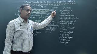 External features of BranchiostomaAmphioxus [upl. by Dove]