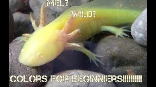 Axolotl Color Morph Basics [upl. by Ijuy694]