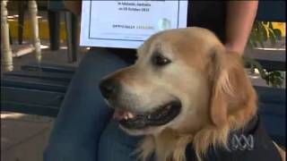 Loudest Dog Bark In The World  Guinness World Record [upl. by Ahseid814]