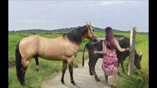 My sister training care her lovely horse in beginner 2021 [upl. by Phillane]