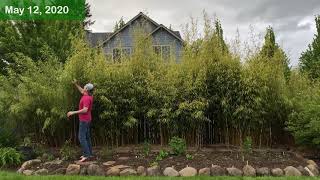 Clumping Bamboo  How Fast Does It Grow [upl. by Daugherty]