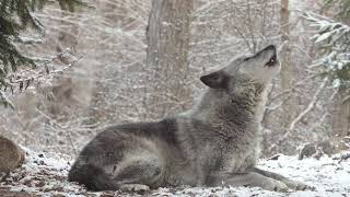 Wolfs Sweet Voice Inspires 50 Wolves to Howl [upl. by Welker206]