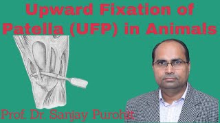 Upward Fixation of Patella UFP in Animals Clinical Procedure 4 by Prof Sanjay Purohit MPD UFP [upl. by Sinnej]