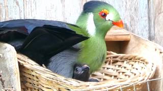 White cheeked Turaco with chicks  Happy Family [upl. by Schechter912]