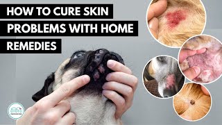 How To treat 5 Skin infection in dogs 🐕 with home remedies [upl. by Nnednarb]