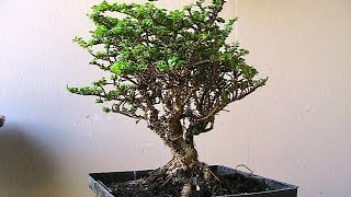 Hokkaido Elm Bonsai Tree [upl. by Llerdna]