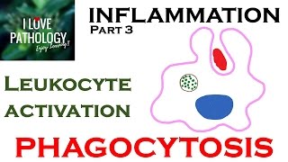 INFLAMMATION Part 3 Leukocyte Activation  PHAGOCYTOSIS [upl. by Somisareg717]