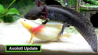 Axolotls  What You Need To Know [upl. by Atniuqal]