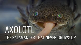 Axolotl Some Fascinating Facts [upl. by Aig344]