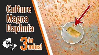 How to culture DAPHNIA MAGNA  The easy way [upl. by Kcerred]