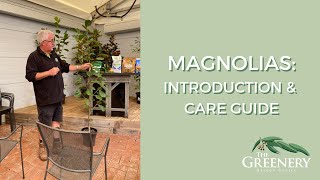 Magnolias Introduction amp Care Guide  The Greenery Garden amp Home [upl. by Esahc]