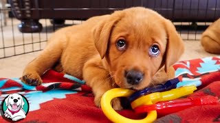 THE CUTEST LABRADOR VIDEOS OF 2020 [upl. by Naid604]