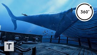 the Blu Whale Encounter  3D 360 VR [upl. by Lodnar]