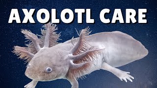 AXOLOTL CARE GUIDE  Housing Feeding amp Tank Mates  Ambystoma mexicanum [upl. by Benzel]