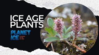 Plant adaptations to cold from the ice age to the Arctic tundra [upl. by Arammat]