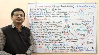 Diabetes Mellitus Part10 Mechanism of Action of Sulfonylurease  Antidiabetic Drugs  Diabetes [upl. by Delphine]