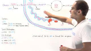 ATP Yield of Aerobic Cell Respiration [upl. by Nire]