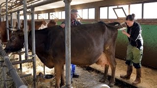 Une journée avec une inséminatrice bovine [upl. by Michiko]