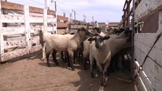 How To Handle Sheep  Part 1  General Principles for Handling Sheep [upl. by Powe]