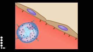 The Basic Inflammatory Response [upl. by Arad]