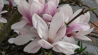 Magnolia soulangeana flowering [upl. by Emmye663]