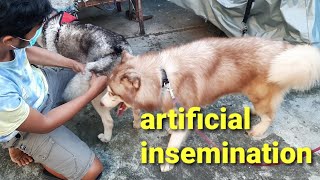 How To Artificially Inseminate A Dog  First Stud Session  Siberian Husky artificialinsemination [upl. by Eldrida]