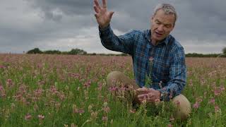 SHORT INTRODUCTION TO SAINFOIN [upl. by Akapol]