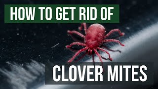 How to Get Rid of Clover Mites 4 Easy Steps [upl. by Enreval]