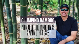 PERMACULTURE WINDBREAKS  Clumping Bamboo Multiple Uses in the Food Forest [upl. by Hteazile42]