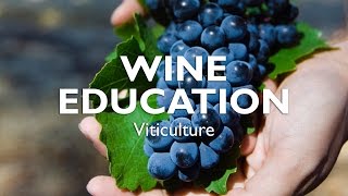 WINE EDUCATION  Viticulture [upl. by Hniht]