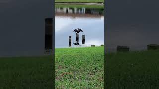 shorts Anhinga bird “water turkey” or “diving bird” dries its wings after catching a fish short [upl. by Dreda]