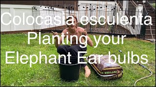 Colocasia esculenta Planting Your Elephant Ear Bulbs [upl. by Akeit]