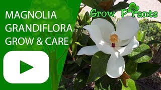 Magnolia grandiflora tree  growing amp care shade tree [upl. by Christianson]