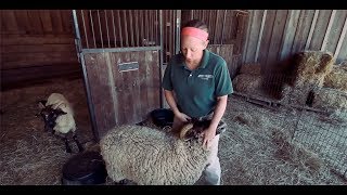 TRADITIONAL 18th Century Sheep Shearing [upl. by Ahsieket943]